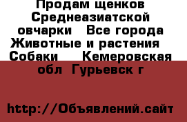 Продам щенков Среднеазиатской овчарки - Все города Животные и растения » Собаки   . Кемеровская обл.,Гурьевск г.